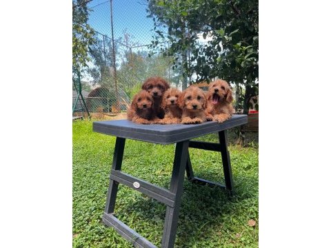 Irk ve sağlık garantili maltipoo