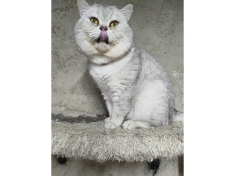 British shorthair erkek kedimiz
