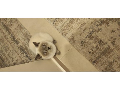 Sahiplendirme british shorthair 1 yaşında