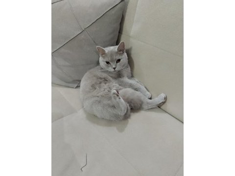 Kedimize yuva arıyoruz