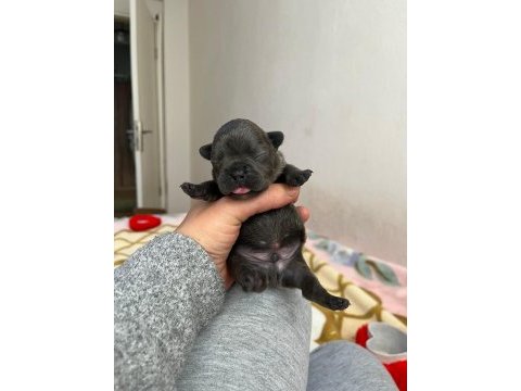 Egzotik french bulldog bebeklerimiz