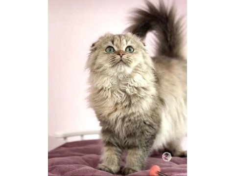 Highland scottish fold