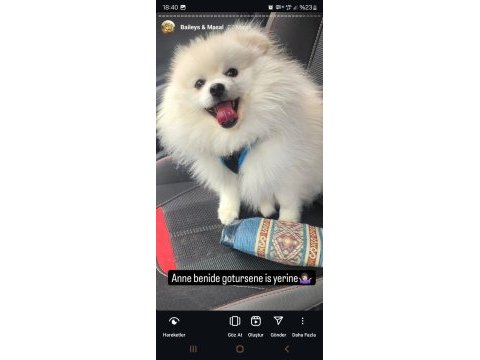 Minyatür pomeranian boo erkek 1 yaş boy 25 cm
