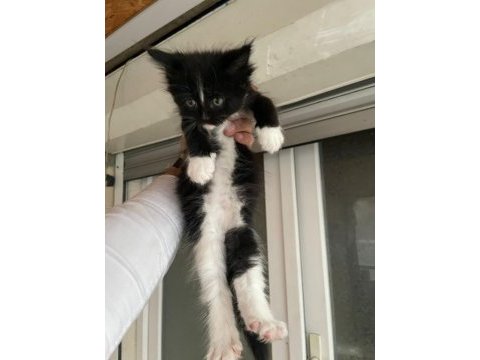 Maine coon kedi