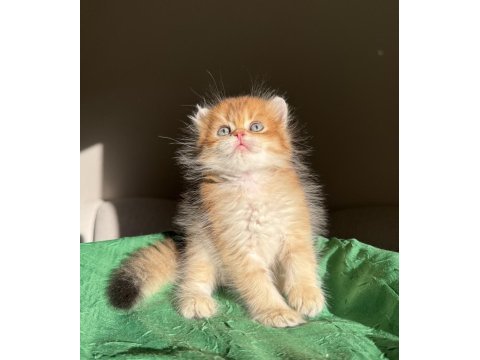 Ny11 golden mükemmel kalite british longhair