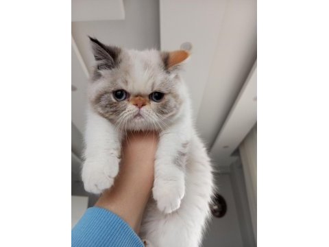 Son iran kedisi yavrularım
