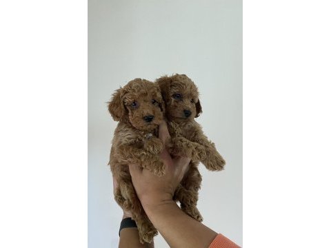 Poodle yavrularımız (dişi ve erkek)