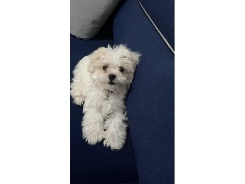 Küçük büyümeyen maltipoo bebekler