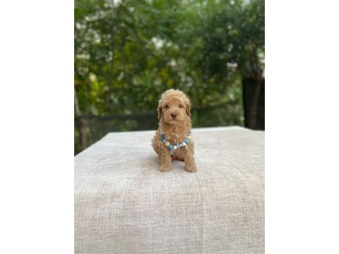 2 aylık maltipoo yavru