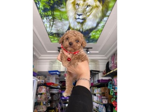 Güzel maltipoo bebekler