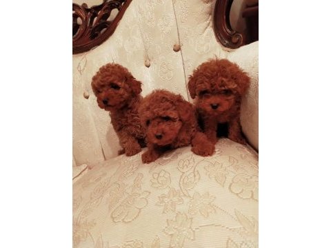 Show kalite redbrown kore toy poodle yavrularımız