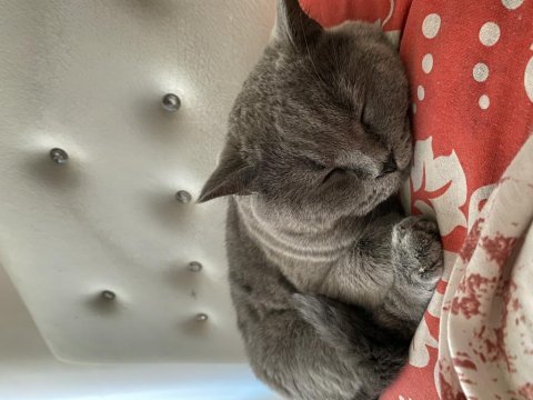 British shorthair kısırlaştırılmış erkek