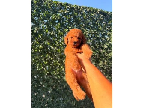 Dişi red brown toy poodle