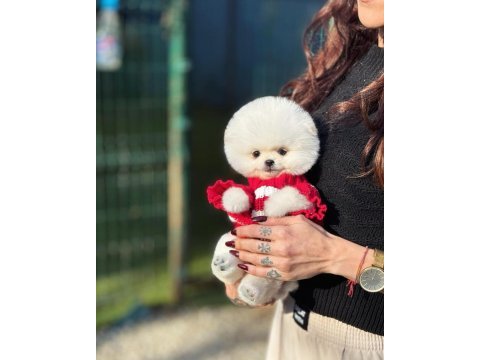 Albino bembeyaz fincan boy pomeranian boo