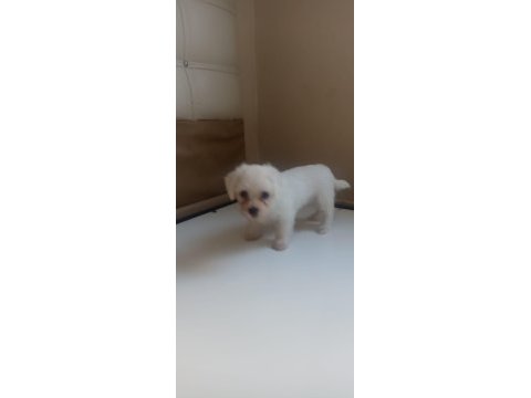 Dişi 50 günlük terrier