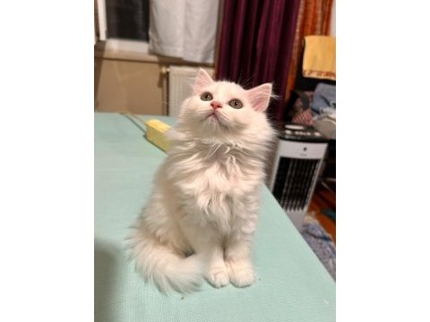Biritish longhair dişi yavrularımız