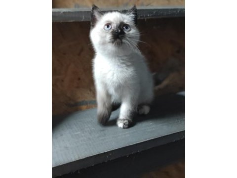 Blue point yavru british longhair