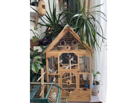 Hint bülbülü zebra ispinoz finch