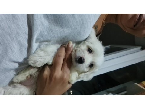 Yuva arıyoruz maltese