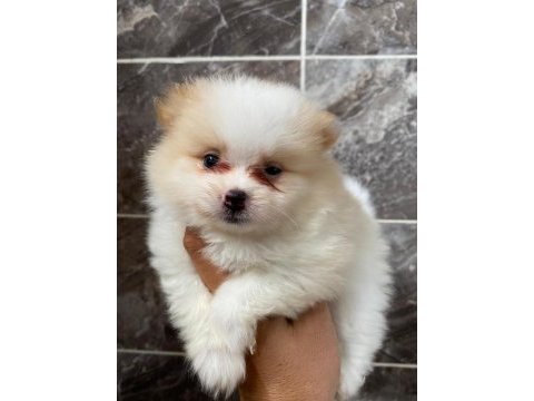 Orjinal minyatür pomeranian