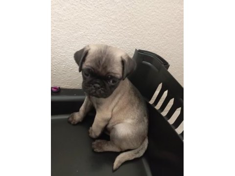 Rıfkısu hazır pug