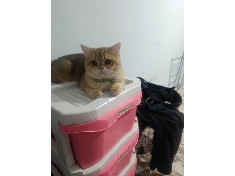 British shorthair ny12 safkan