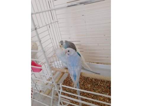 Yavru muhabbet kuşu