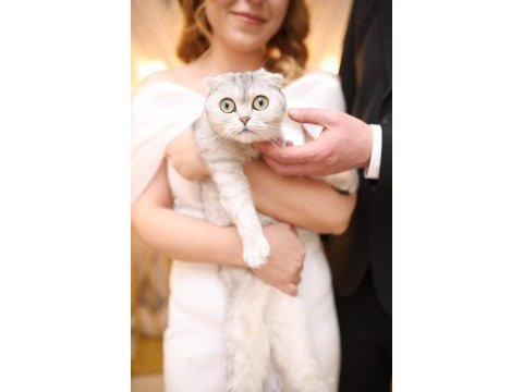 Scottish fold kehribar gözlüme yuva arıyorum