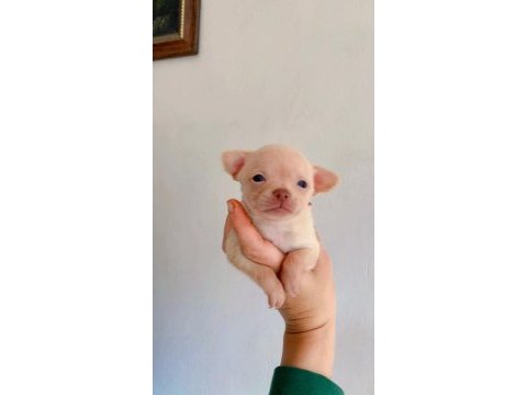 Teacup dişi şivavalarım yeni yuvasını arıyor