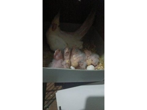Albino takım sultan papağanı