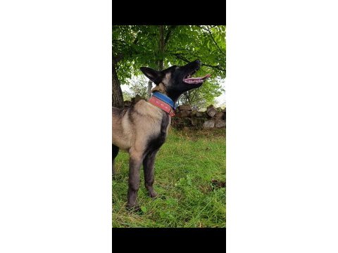 Ful maske güzellik abidesi safkan 4 aylık malinois yavrum