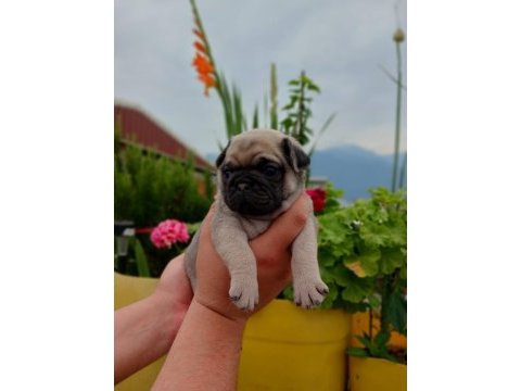 Yavru çok akıllı çok oyuncu aile çocuk dostu pug
