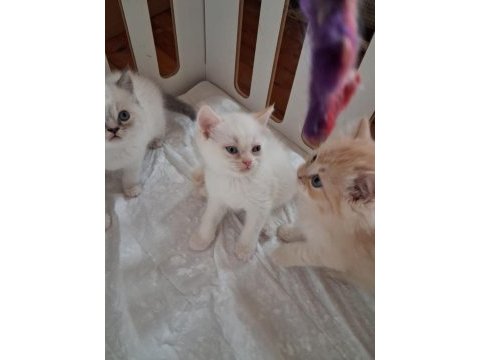 British shorthair erkeler