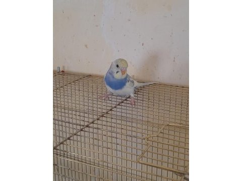 3 aylık harika renk kusursuz dişi muhabbet kuşu