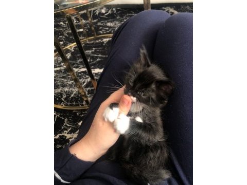 Smokin ve tekir kardeşler