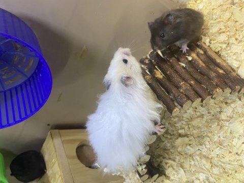 Ele alışık hamster antalya hamster çiftliği