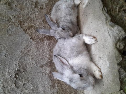 Dişi ve erkek tavşanlar