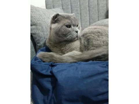Dünyanın en sakin uslu kedisi scottish fold