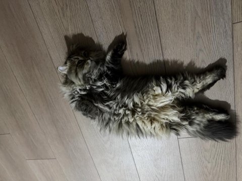Scottish longhair 5 aylık