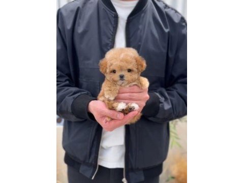 Show duzeydekı toy poodle bebeklerım