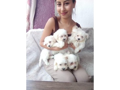 Sıfır boy orijinal maltese köpeklerim