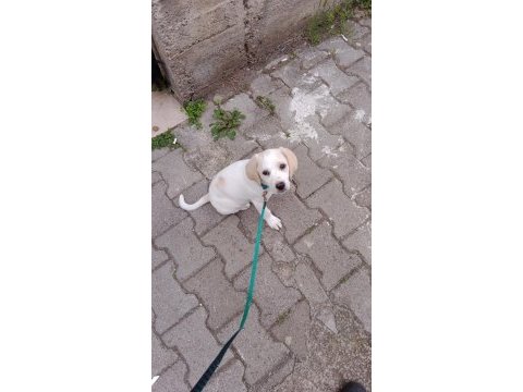 2 aylık tam bir sevgi yumağı labrador köpeği
