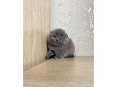 A kalite scottish fold