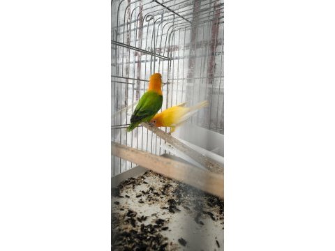 Green opal lutino çift ve lutino albino çift kuşlar