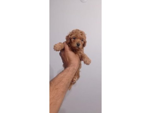 Erkek toy poodle