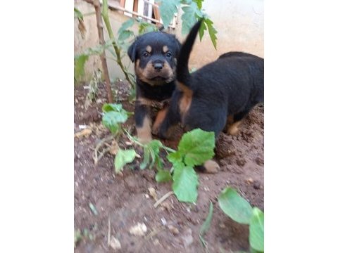 Rottweiler yavruları
