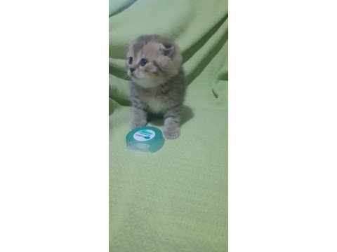 Scottish fold longhair