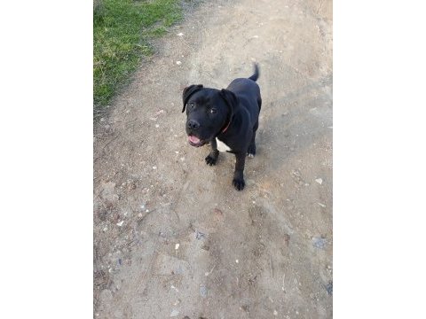6 aylık cane corso erkek