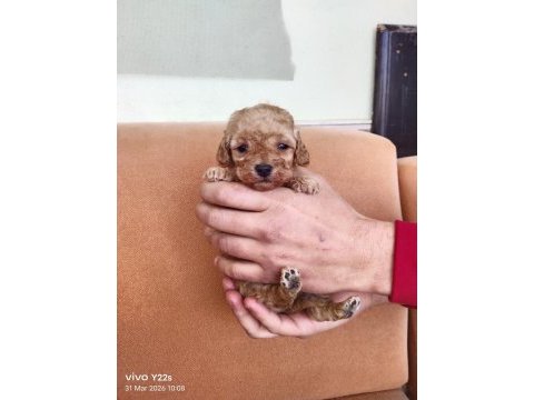 Dişi ve erkek mevcut poodle