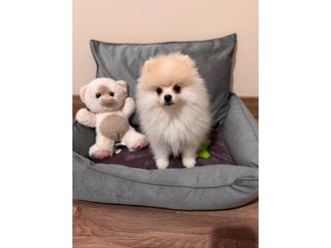 5 aylık aşılar tam erkek eğitimli pomeranian